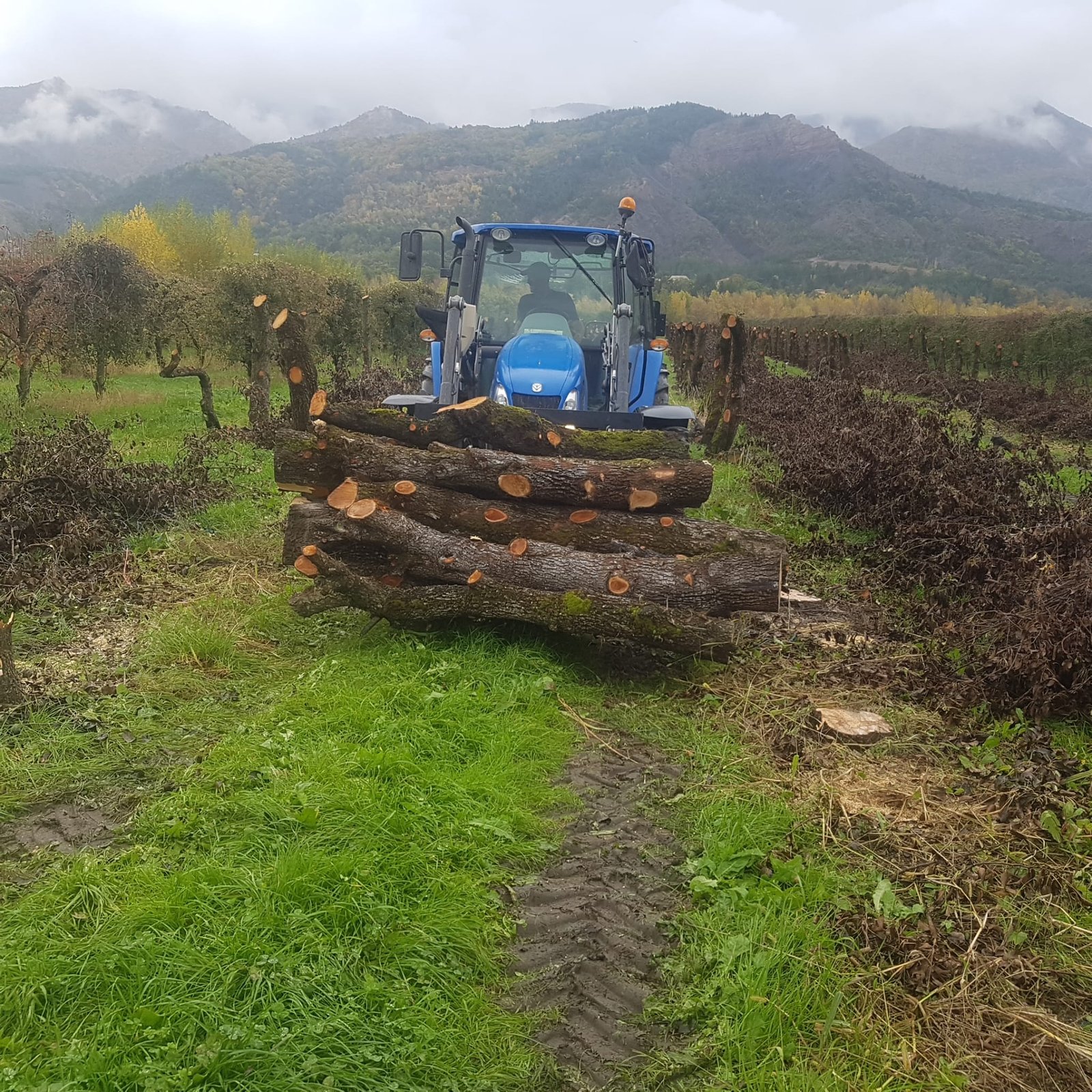 ARNS - Tracteur transportant des troncs
