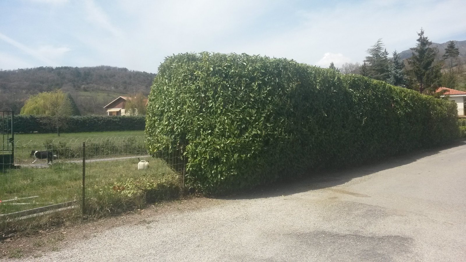 ARNS - Haie taillée