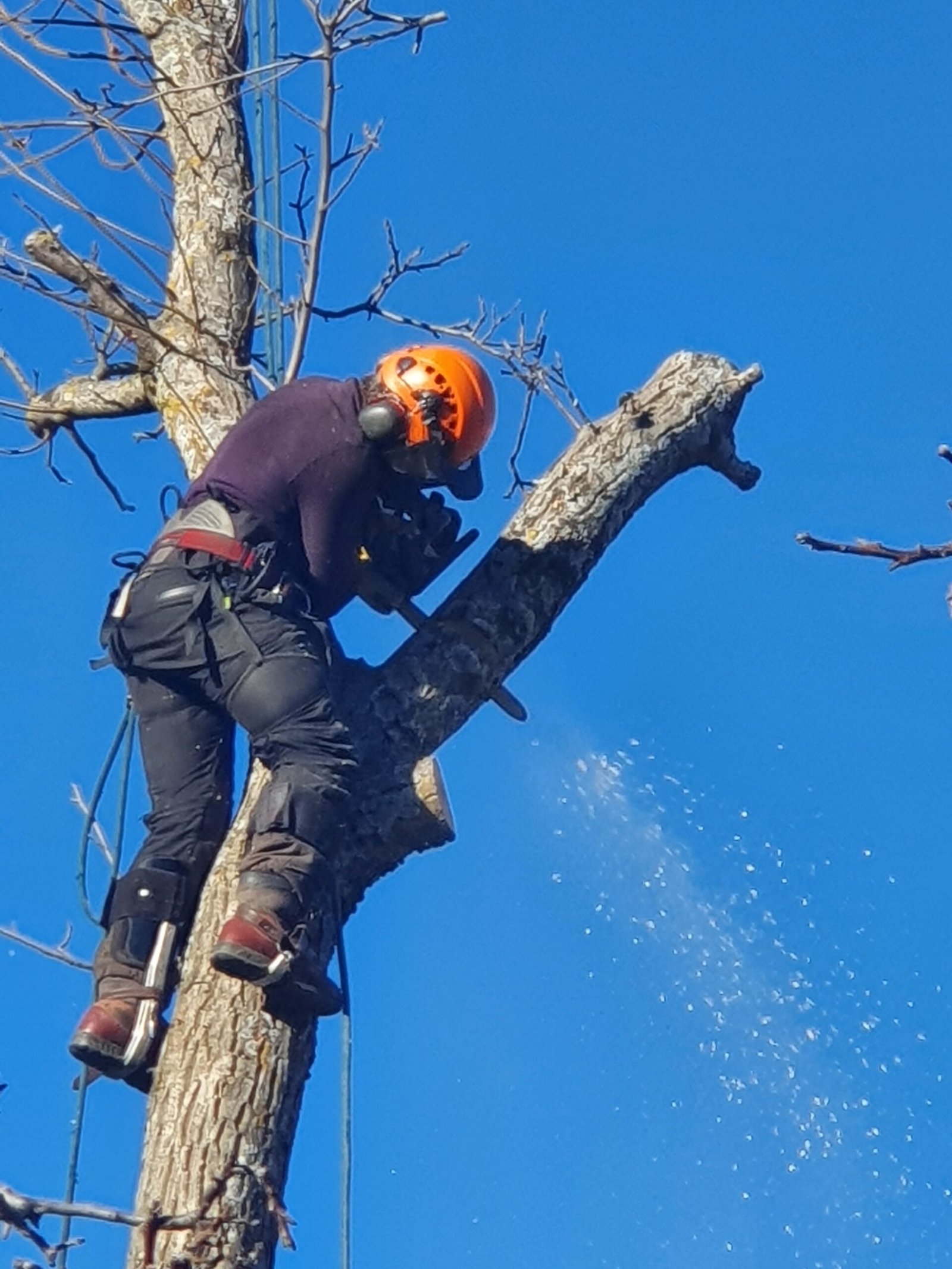 ARNS - Chantier d'élagage
