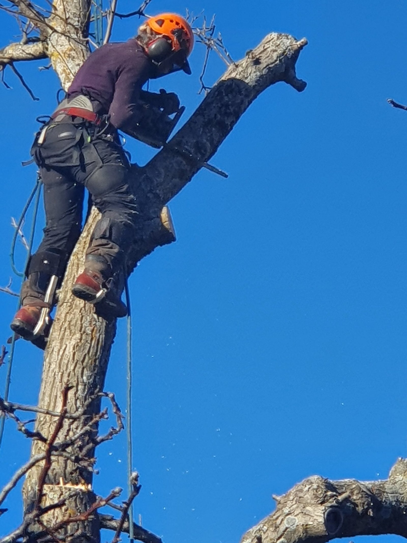 ARNS - Taille d'arbre