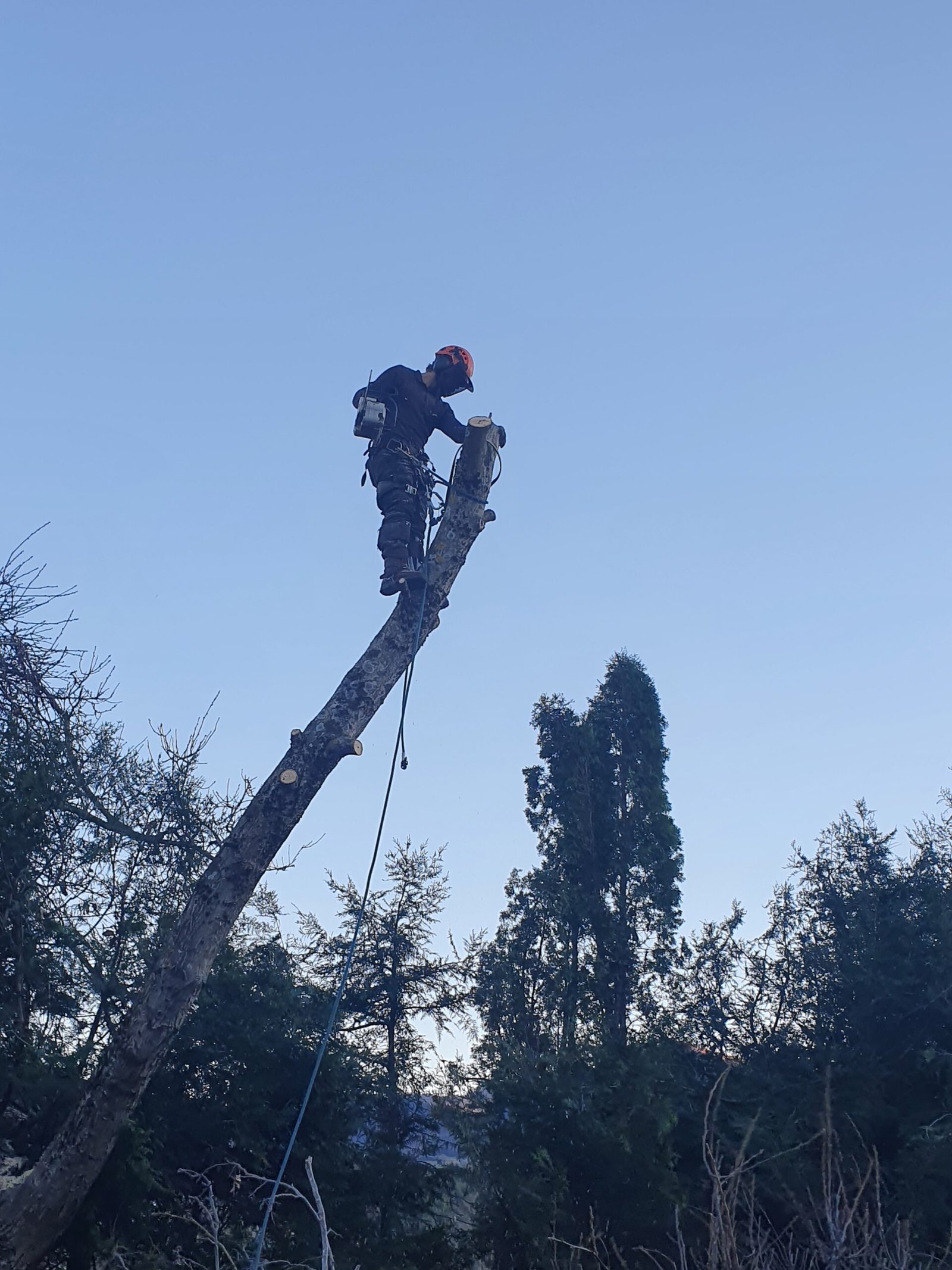 ARNS - Arbre élagué