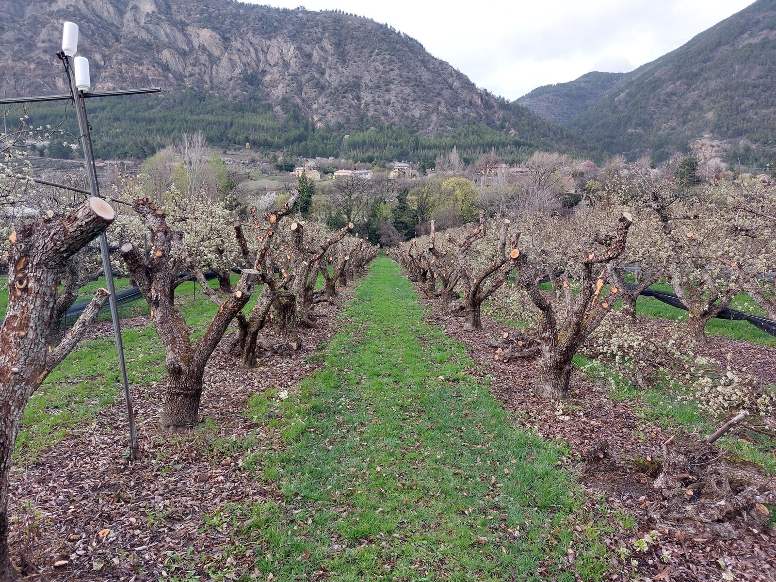 ARNS - Coupe de poirier